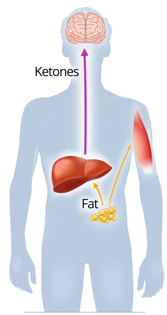 Keto Diet Science
