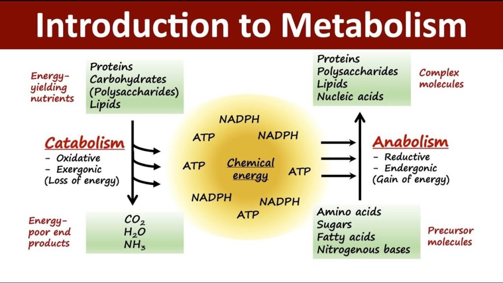 Keto Diet Strategies