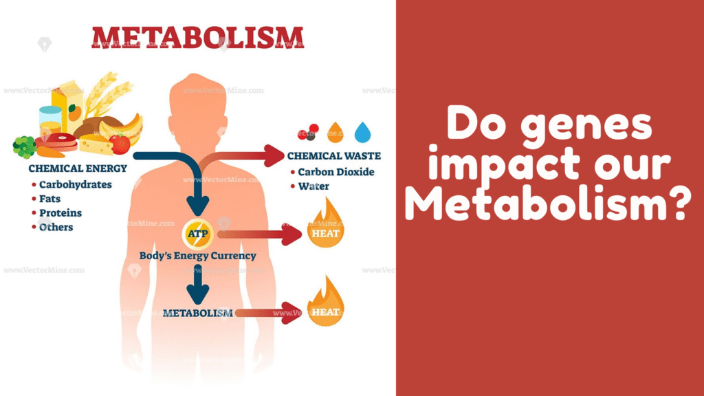 the keto diet