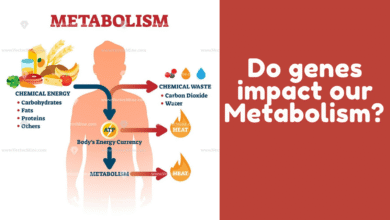 the keto diet